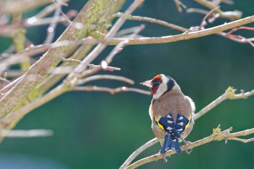 Brightly colored European Goldfinch perched on a tree branch in natural habitat.