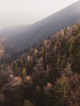 Tranquil aerial view of dense forest on mountain slopes in Austria during autumn, capturing serene natural beauty.