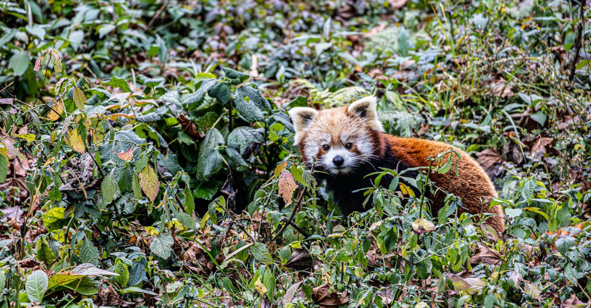 Les Incontournables des Excursions Animalières en Asie