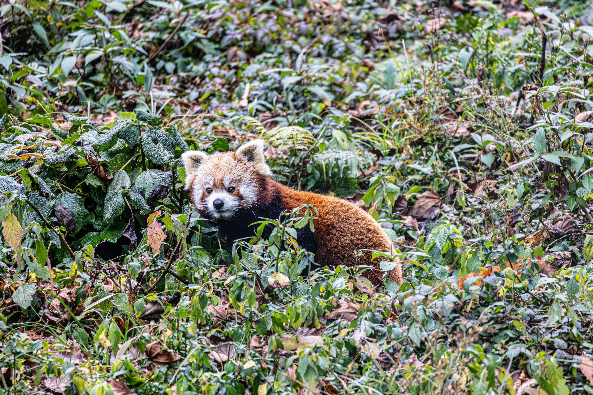 Red Panda In Wild Red Panda in Sikkim Forest Foliage · Free Stock Photo