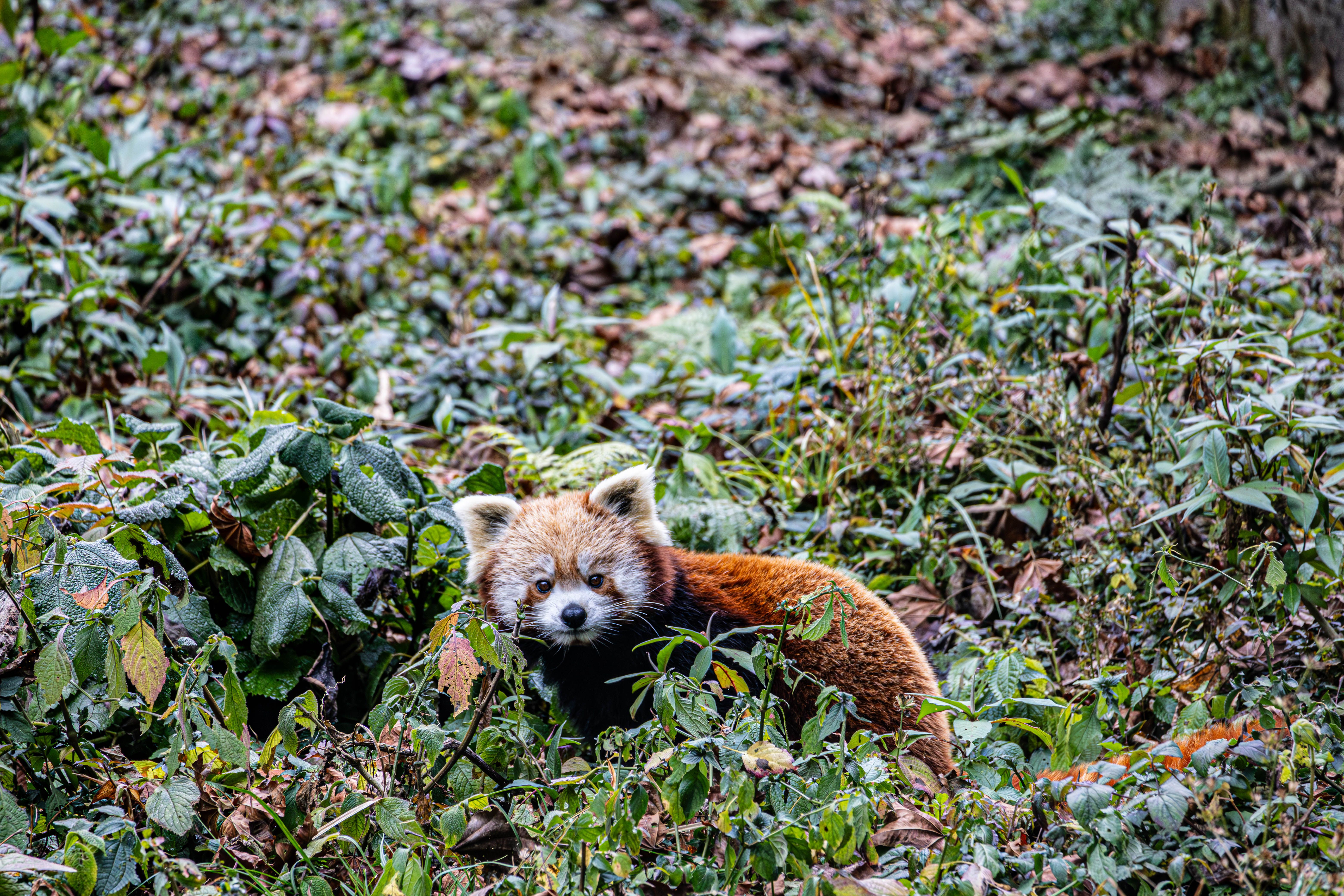 Red Panda Hidden in Sikkim Forest Foliage · Free Stock Photo