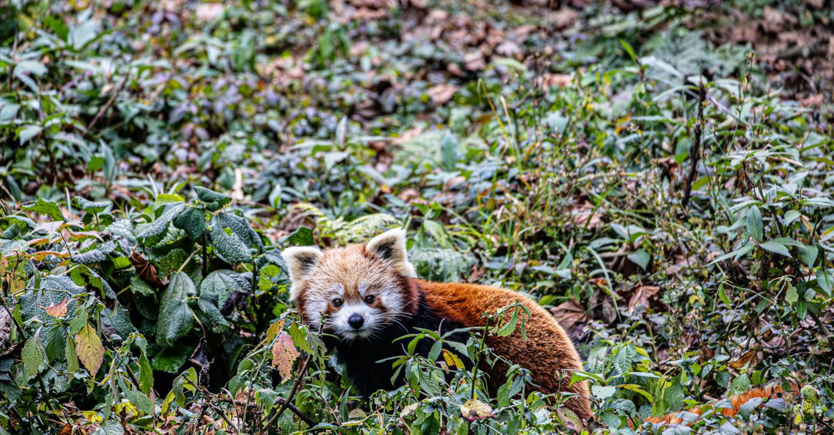 Red Panda In Wild Red Panda Hidden in Sikkim Forest Foliage · Free Stock Photo