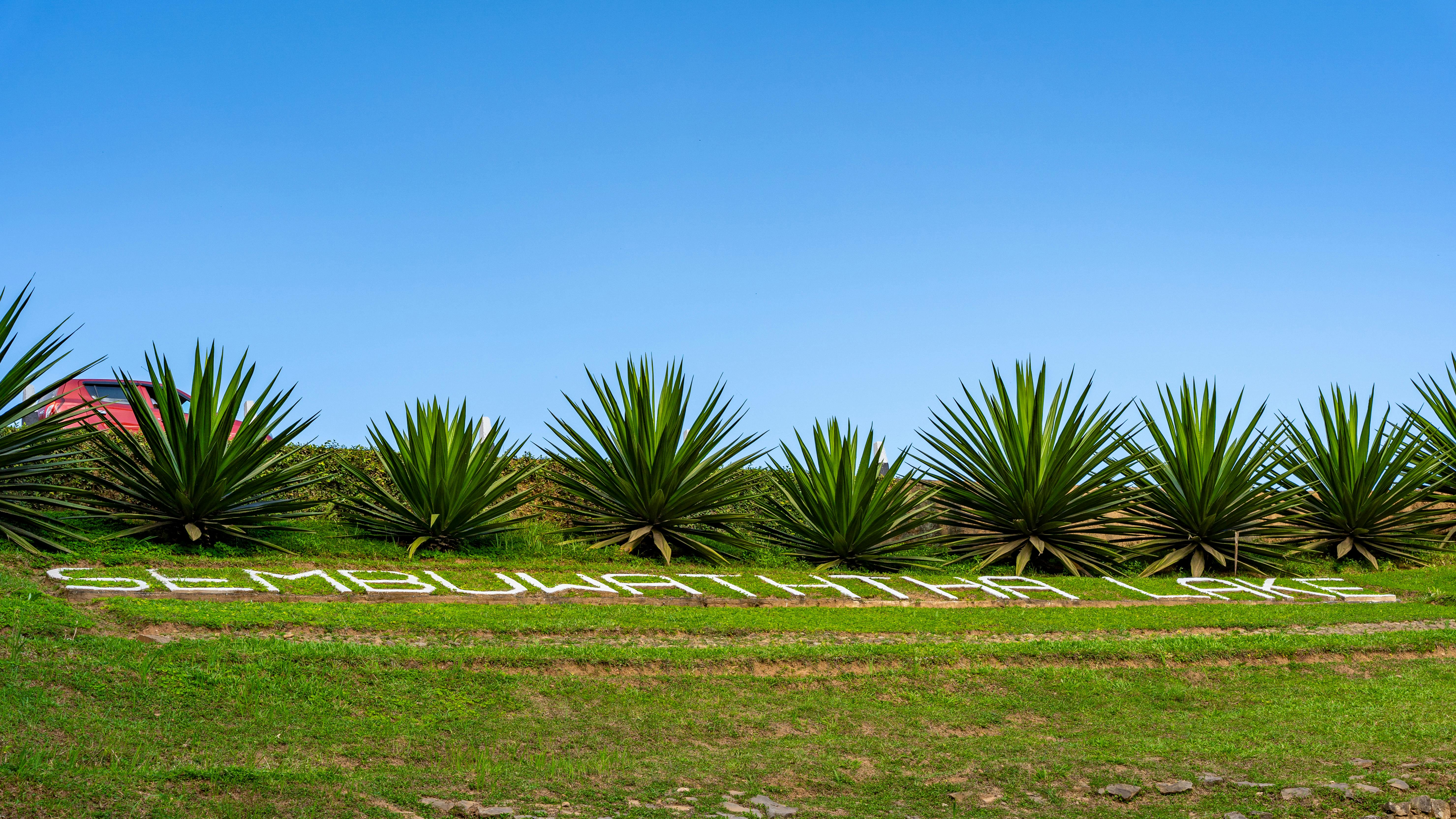 A scenic view of agave plants at Sembuwatta Lake with clear blue sky.