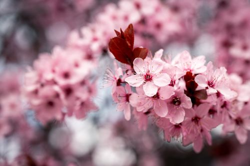 Free Close-up of pink cherry blossoms in bloom, showcasing the beauty of spring in Boise, Idaho. Stock Photo