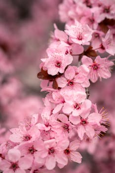 Close-up of pink cherry blossoms in spring, showcasing natural beauty and vivid colors.