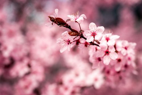 Free Vibrant cherry blossoms in spring, Boise Idaho, highlighting delicate pink petals and natural beauty. Stock Photo