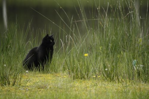 Free A solitary black cat sits amidst tall grass in a serene outdoor setting. Stock Photo