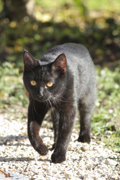 Free Elegant black cat with yellow eyes walking on gravel path outdoors. Stock Photo