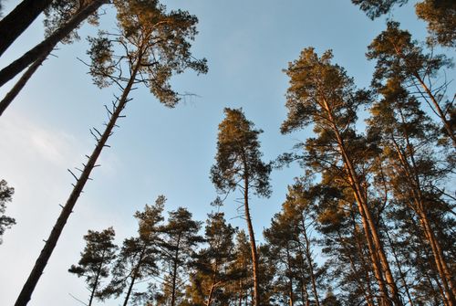 Free Serene upward view of towering pine trees silhouetted against a clear blue sky. Stock Photo