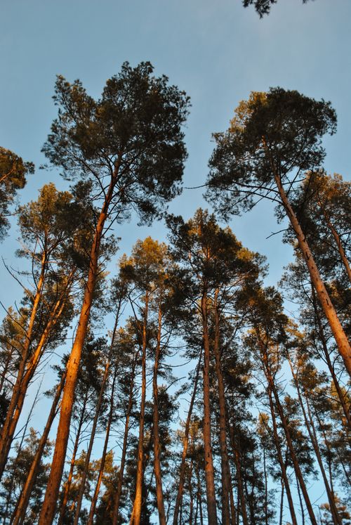 Free A view of tall pine trees reaching towards a clear blue sky during sunset. Stock Photo