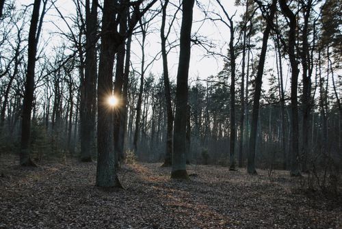 Free Sunlight peeks through bare trees in a serene woodland, capturing the calm of nature. Stock Photo