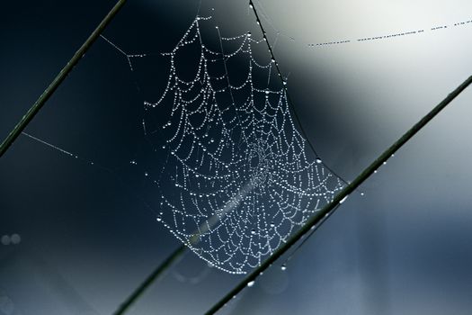 A minimalist capture of a spider web adorned with dew drops, creating a serene natural scene.