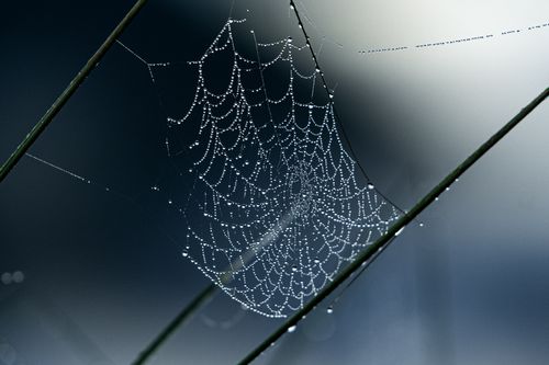 Free A minimalist capture of a spider web adorned with dew drops, creating a serene natural scene. Stock Photo