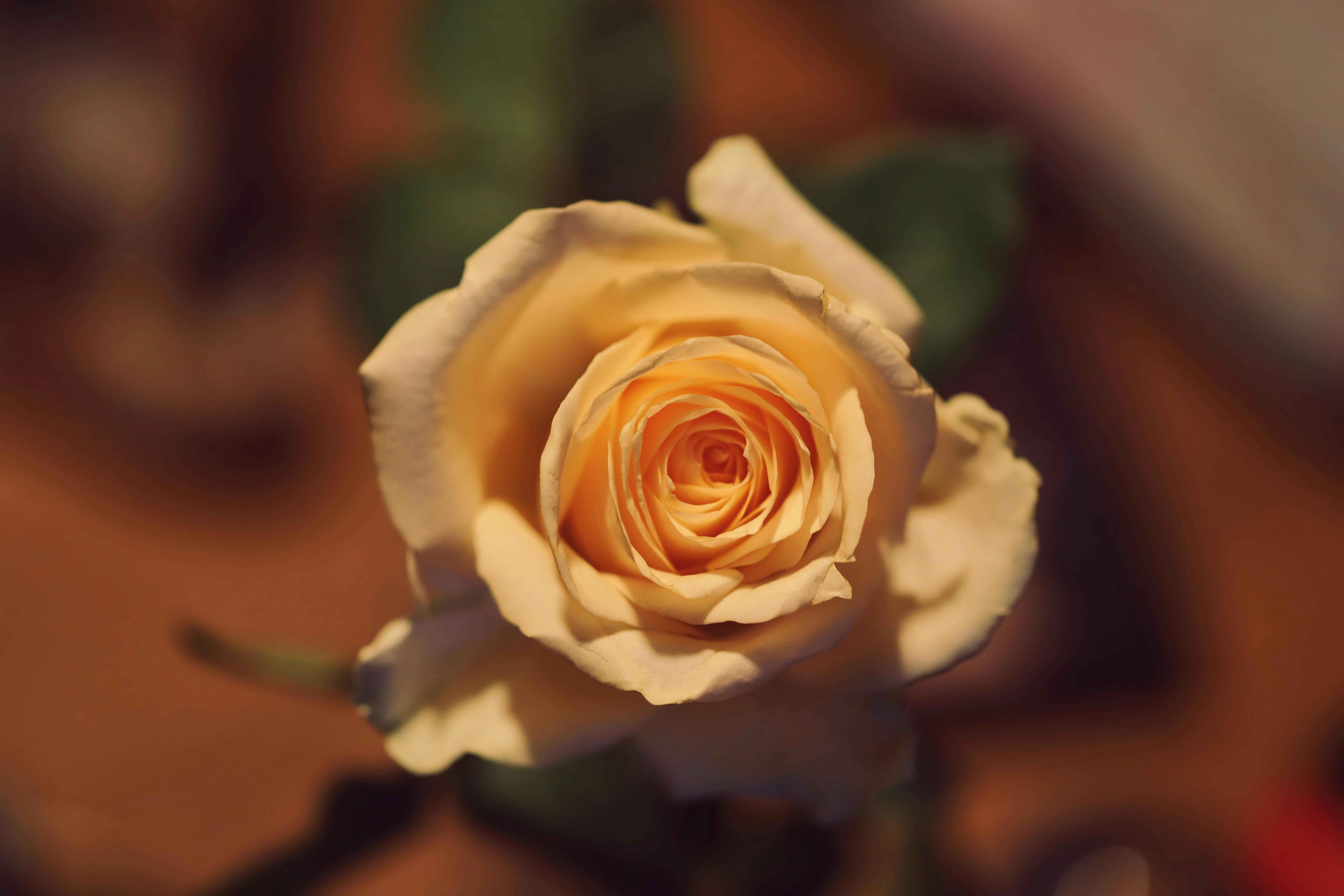 Glory Joy Rose and Renna Nightingale Photo (May 4, 2019)