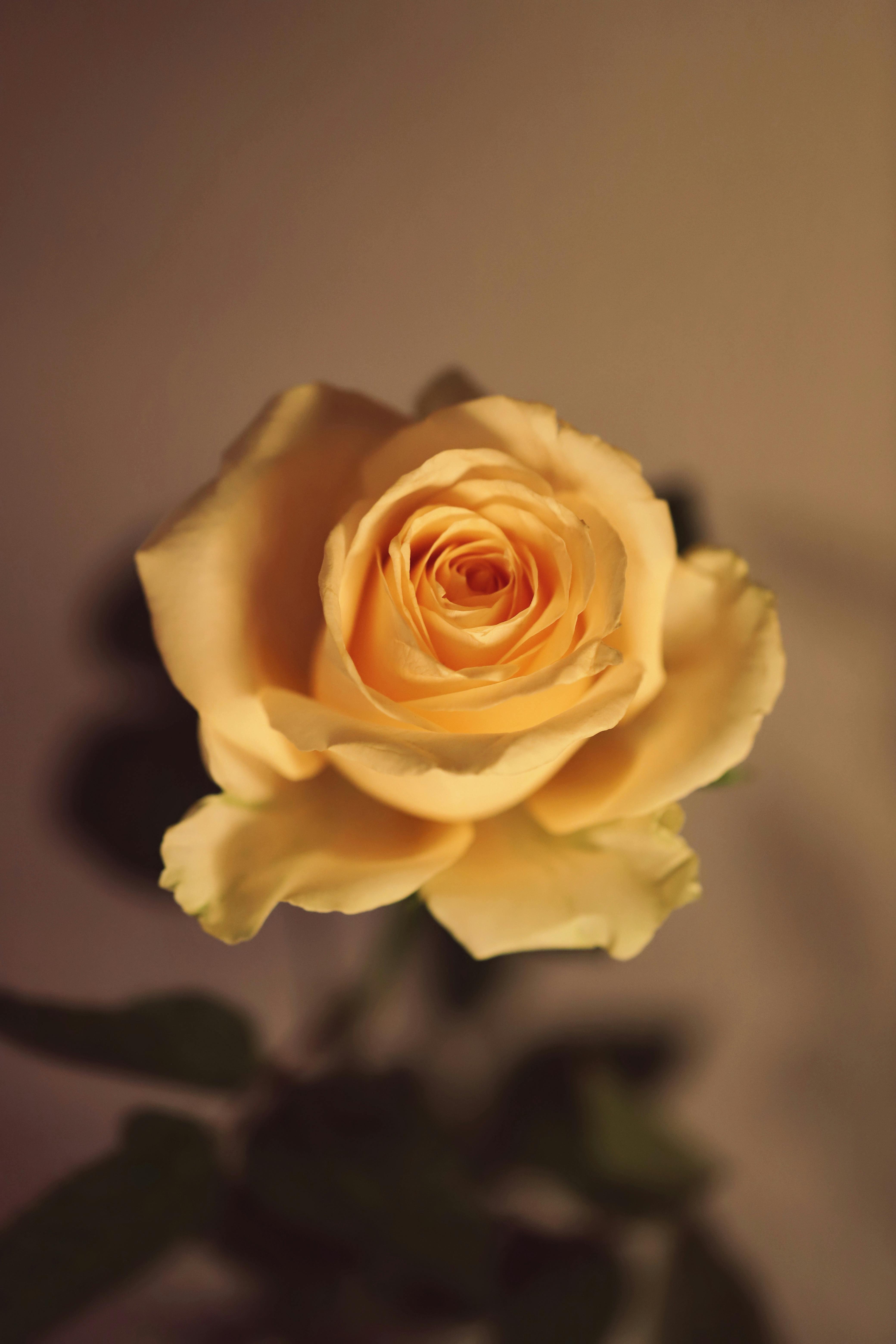 close up of a yellow rose blooming indoor