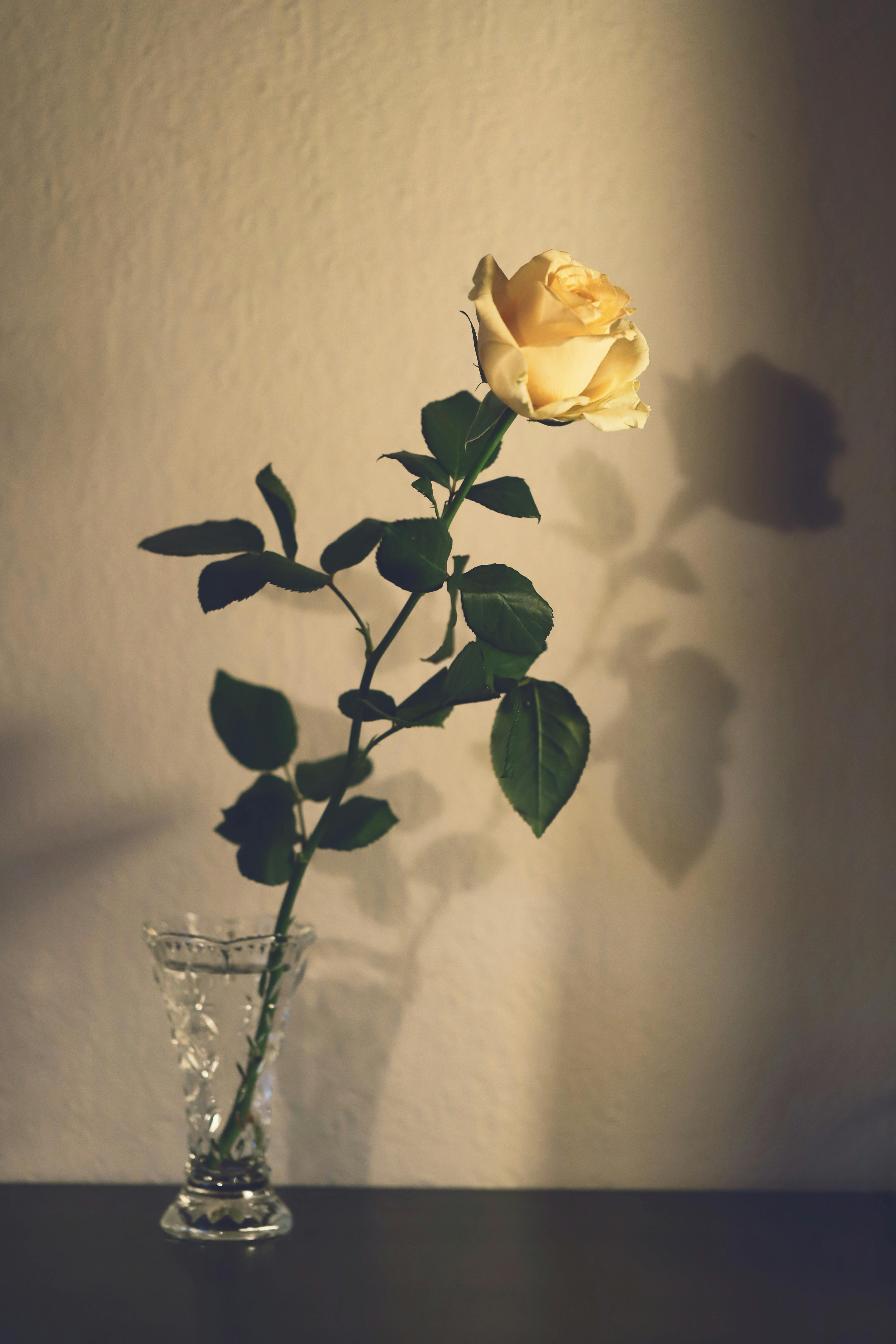 Single yellow rose in glass vase casting a shadow on a textured wall, showcasing minimalist elegance.