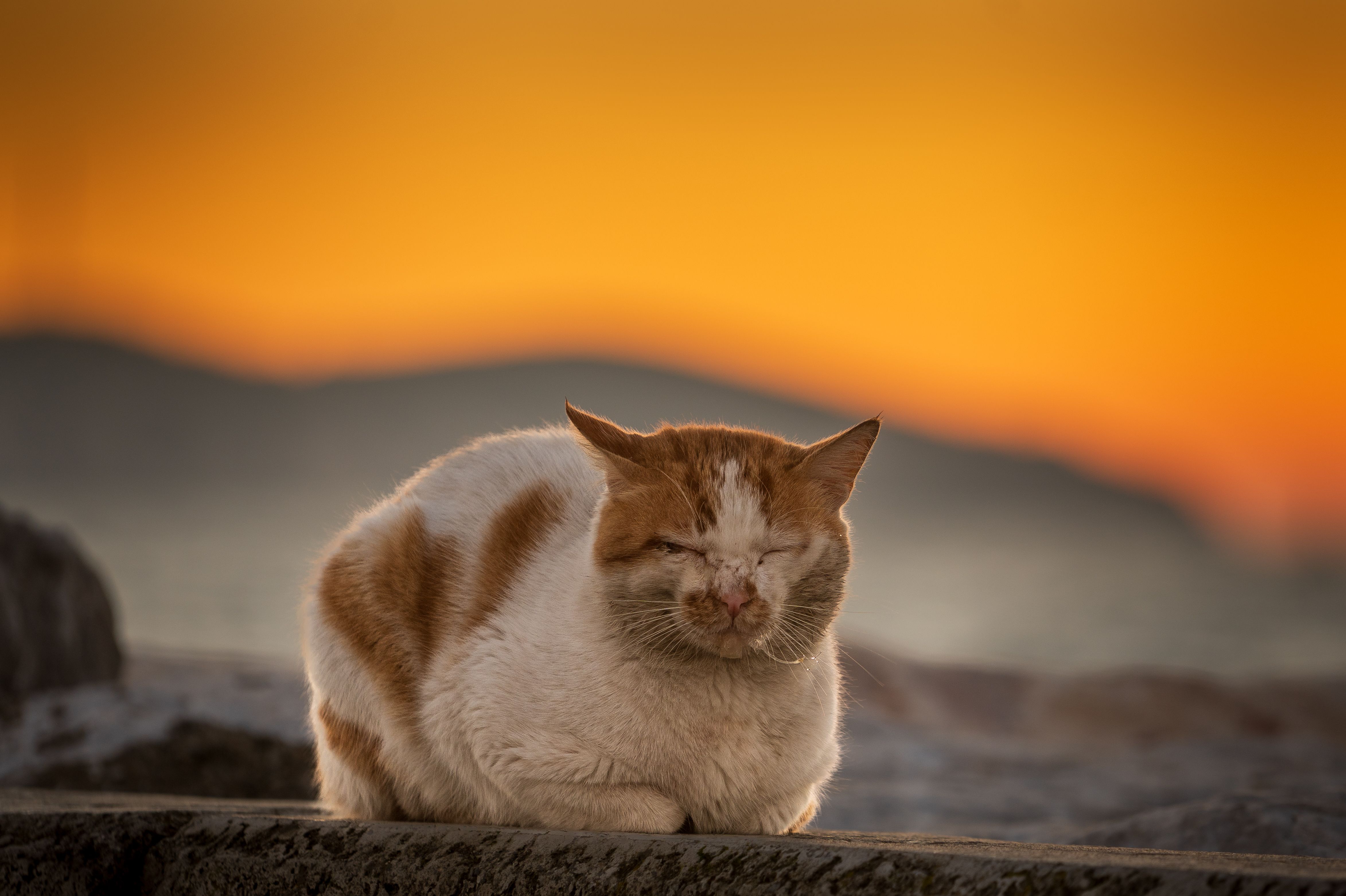 Kidney Disease in Cats: Early Warning Signs