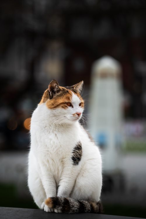 Free A delightful calico cat showing its unique markings in Istanbul's urban landscape. Stock Photo