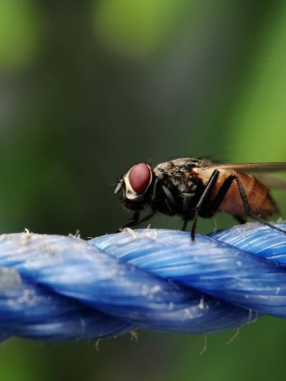 Close-up of a Housefly on Blue Rope Outdoors · Free Stock Photo