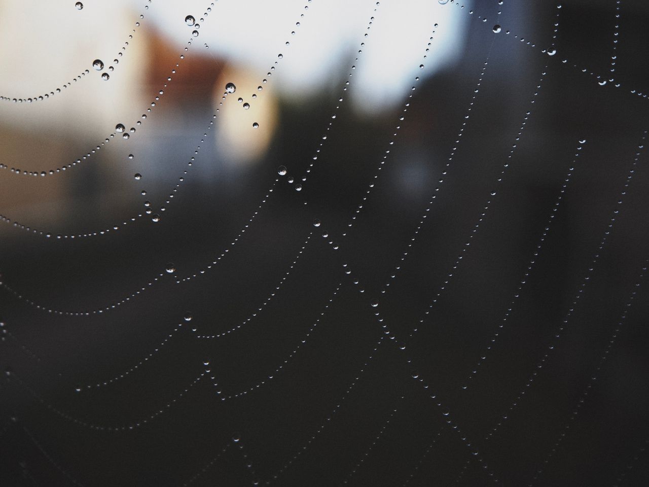 close up of a spider web covered with dew drops set against an outdoor