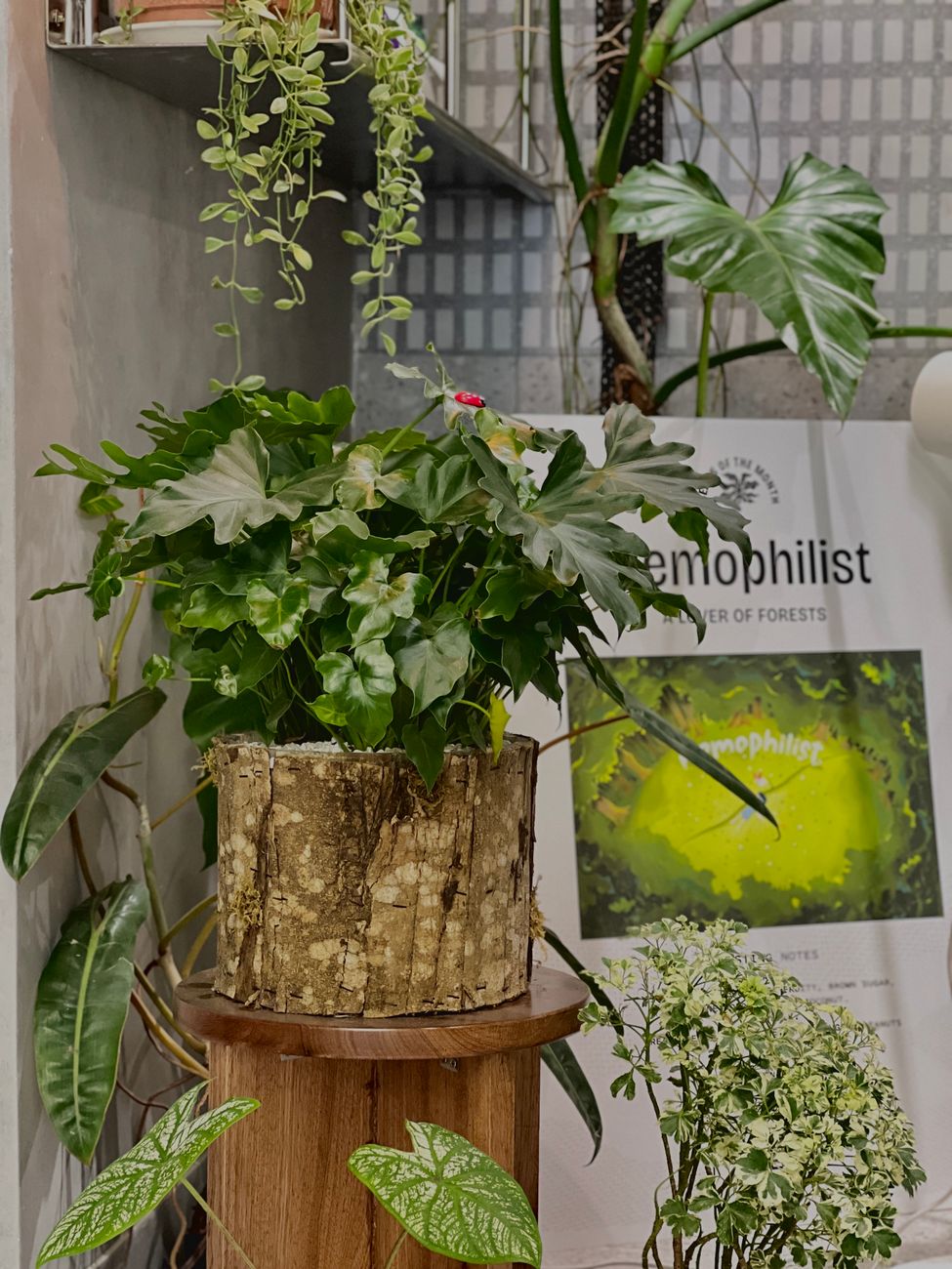 A beautiful indoor plant arrangement set in a rustic wooden planter, perfect for home decor.