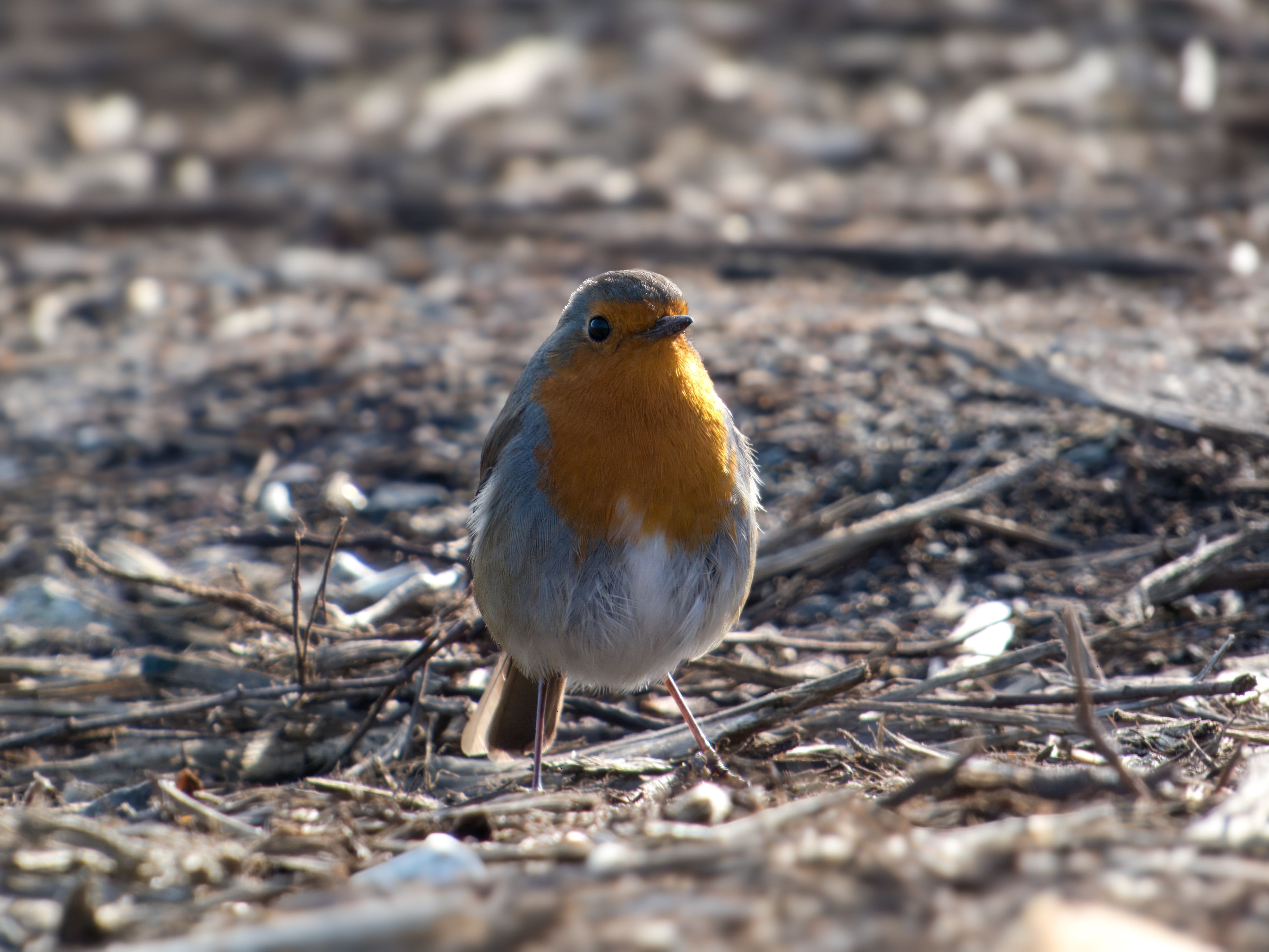 European Robin in Natural Habitat Close-up · Free Stock Photo