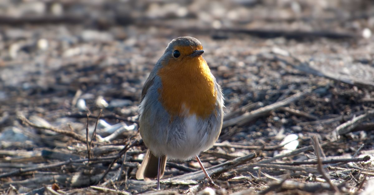 Robin In Nature European Robin in Natural Habitat Close-up · Free Stock Photo
