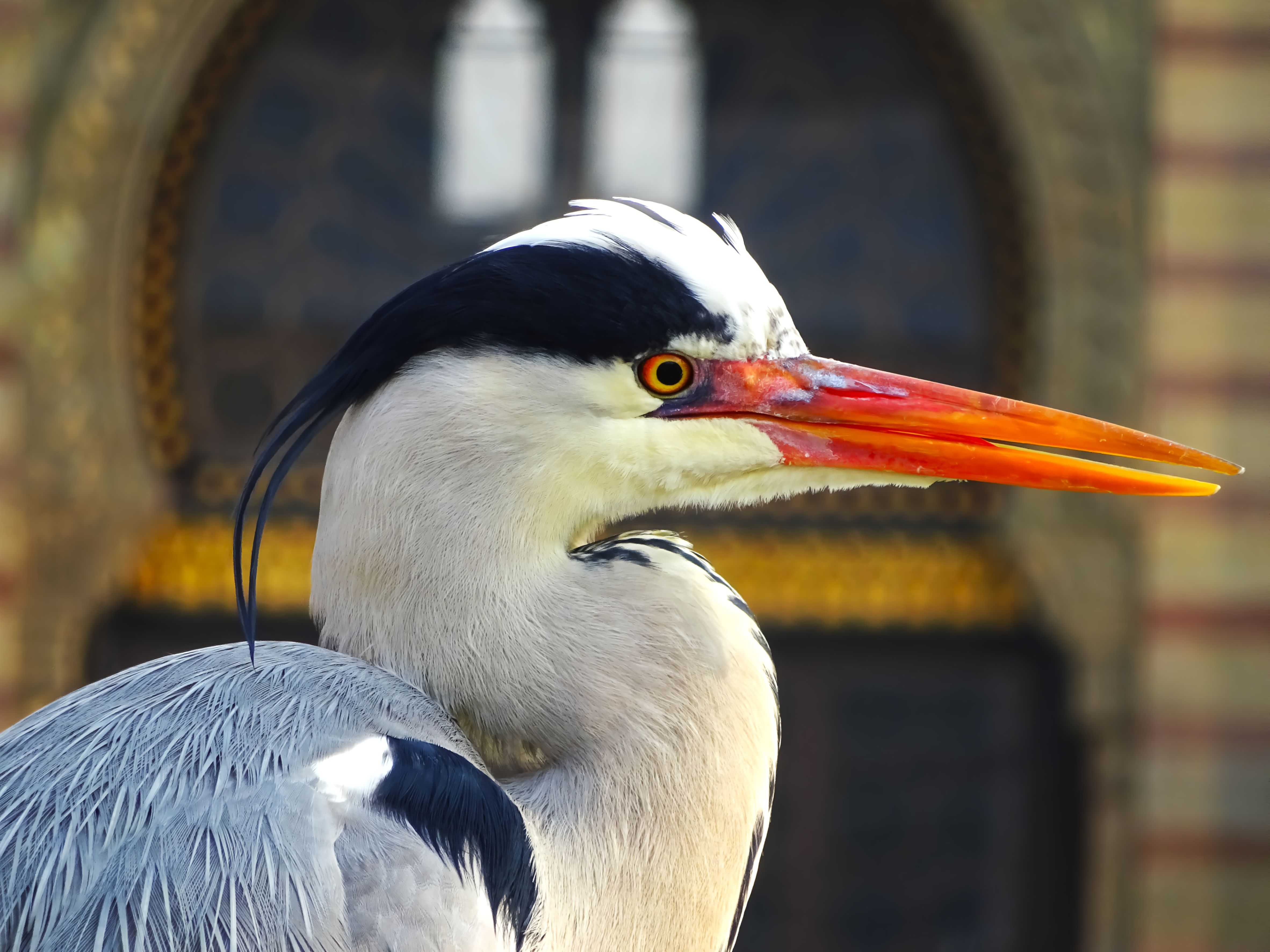 Close-up of a Grey Heron with Vibrant Beak · Free Stock Photo