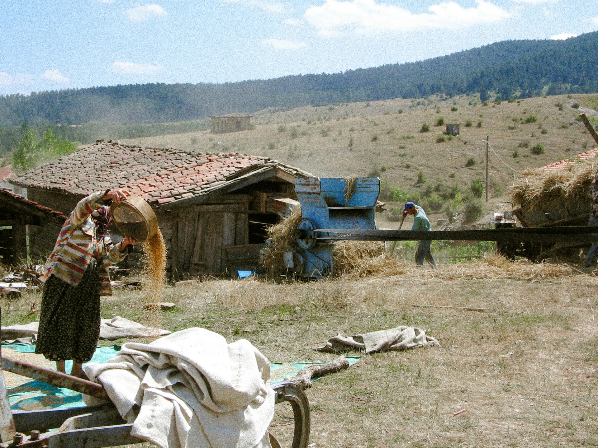 Rural scene of traditional wheat harvesting in Bürüm, Turkey.