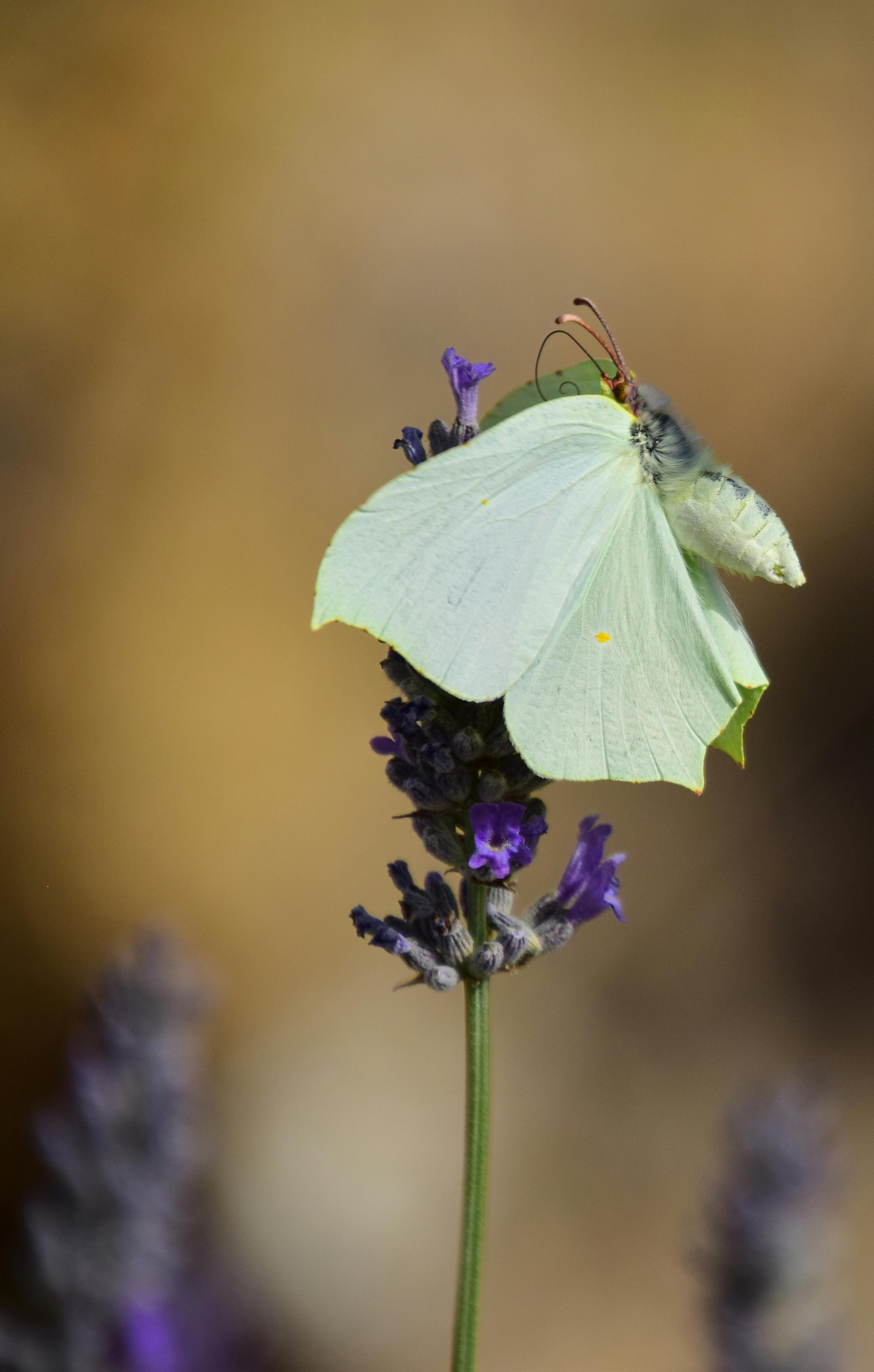 Close-up of a butterfly perched on lavender stem, showcasing nature's delicate beauty.