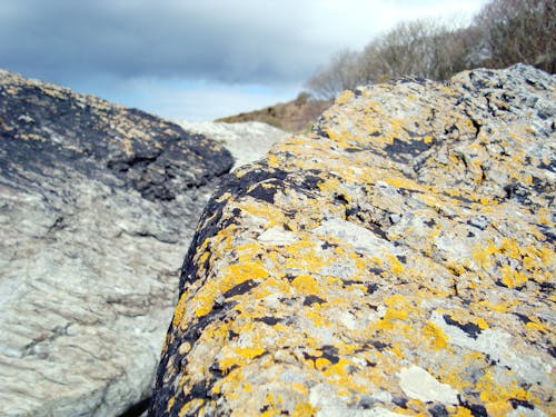 Gratis arkivbilde med detalj, natur