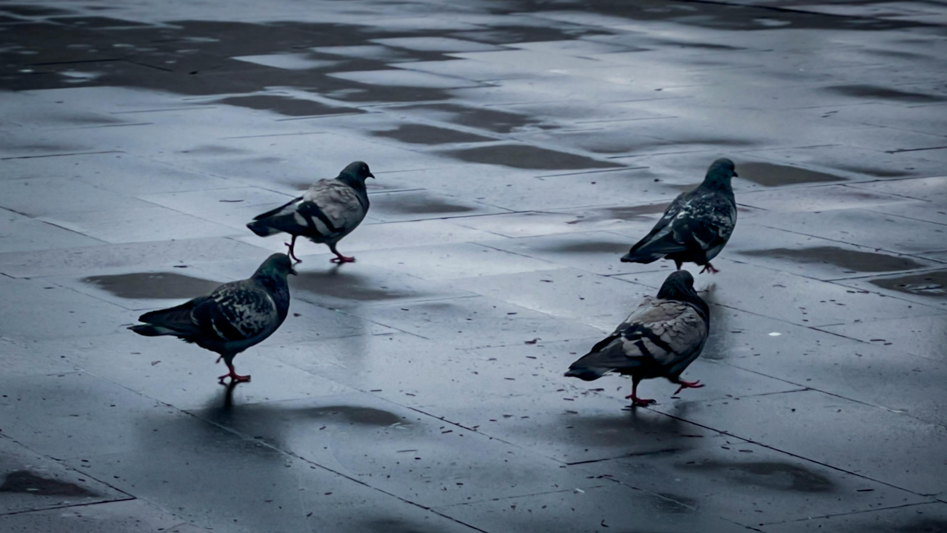 Four pigeons walking on wet pavement in Arhavi, Artvin, Türkiye on a cloudy day.