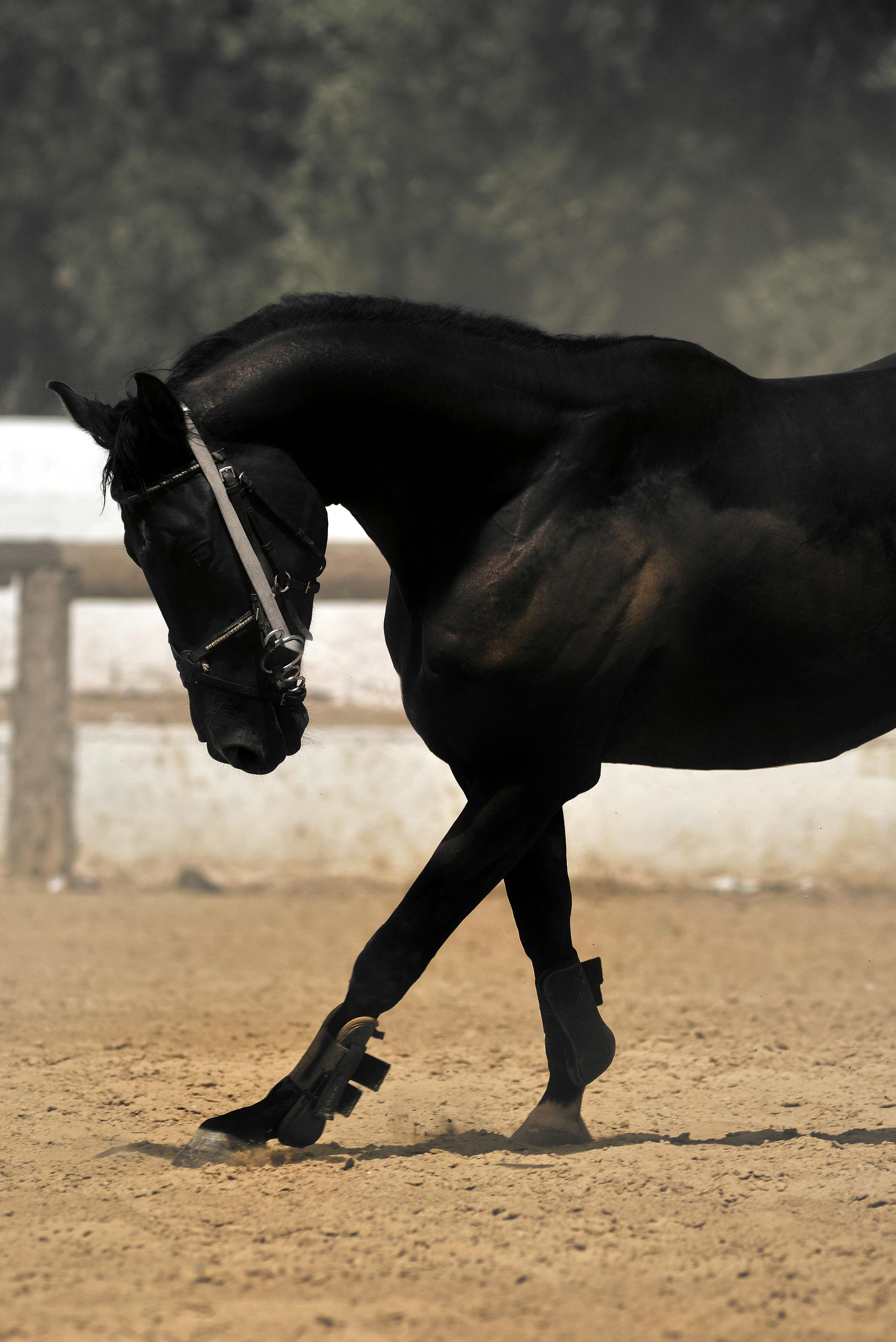 A stunning black Arabian horse performing dressage on a sandy arena outdoors.
