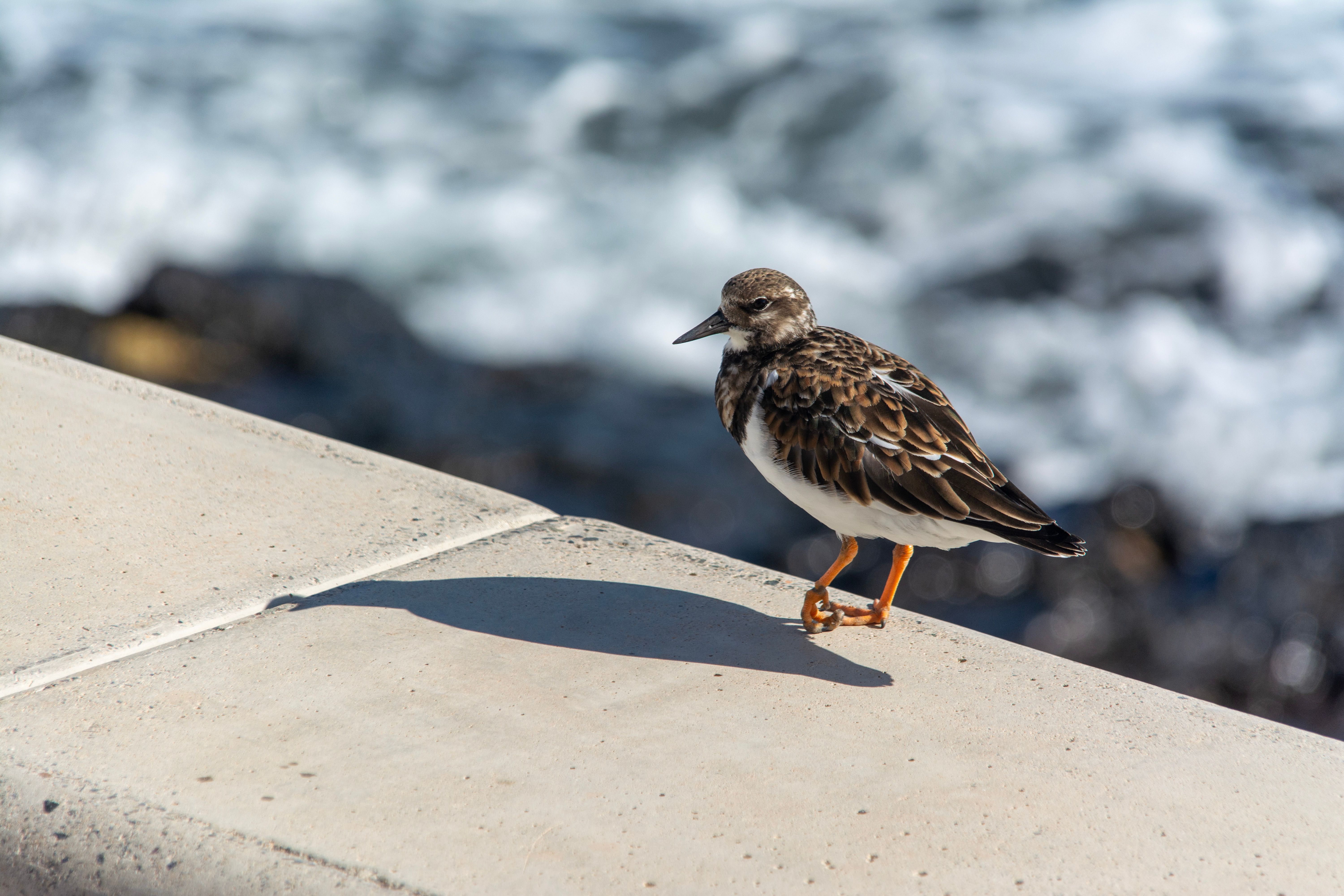 Viking bird watching shore — Curiosidades