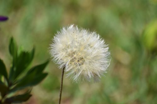 Free Close-up of a dandelion seed head with green foliage in Samaipata, Bolivia. Stock Photo
