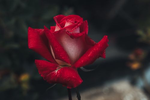 Free Close-up of a vibrant red rose with dew droplets, capturing nature's beauty. Stock Photo