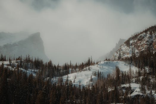 Serene winter view of the foggy Rocky Mountains with snow-covered trees.