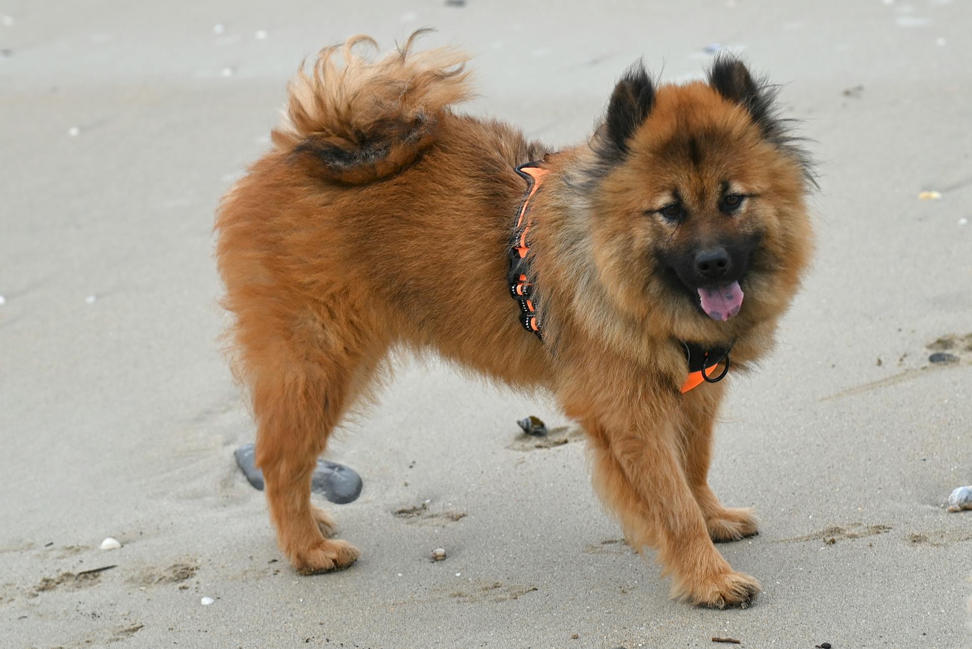 Cute Eurasier dog with fluffy coat on a sandy beach, playful and happy.