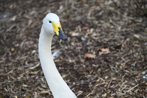 Free Close-up of a graceful whooper swan in a natural setting, showing detail and elegance. Stock Photo