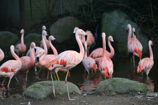 flamingo photo