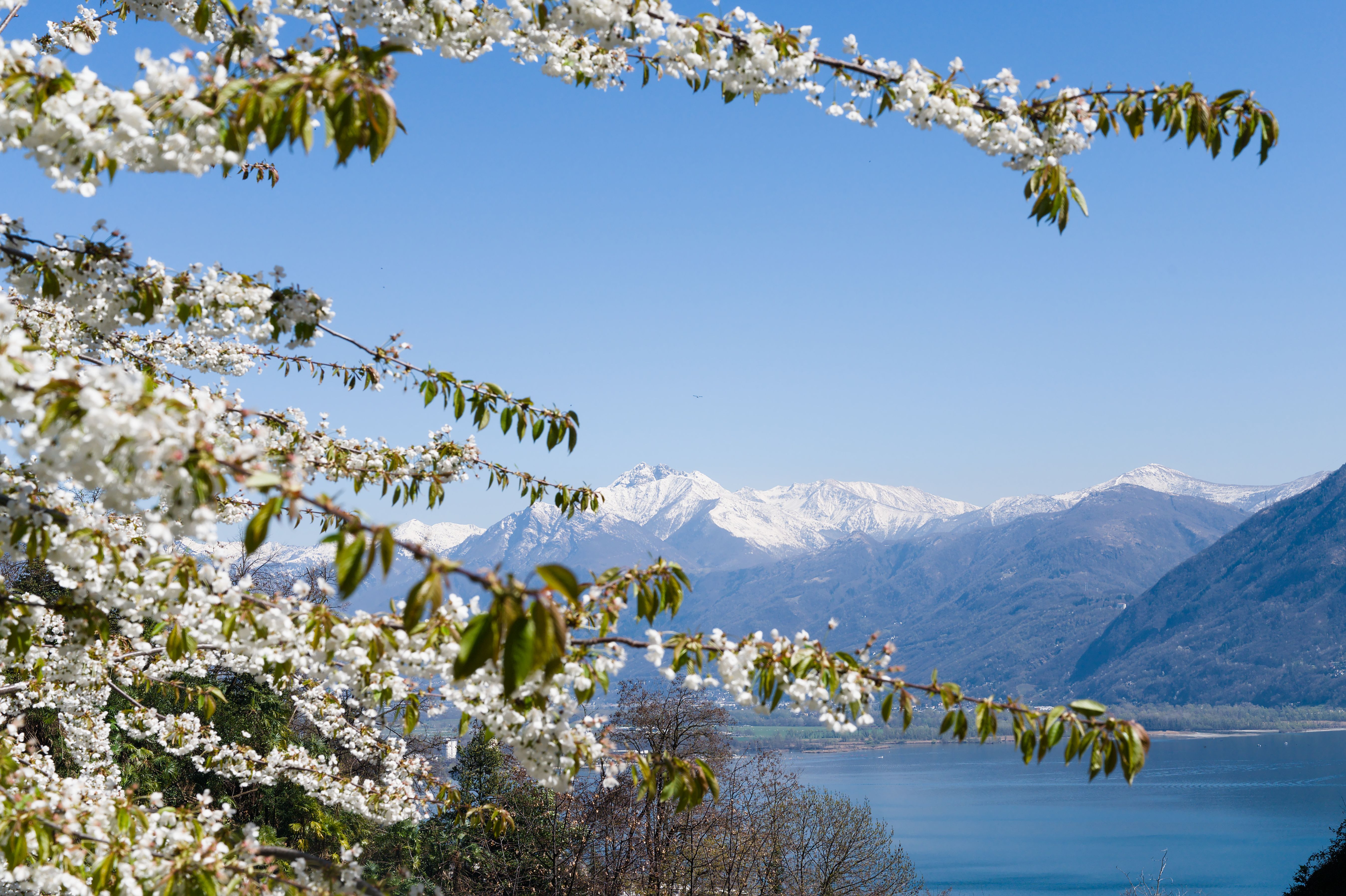Stunning view of the Swiss Alps with cherry blossoms in the foreground, capturing the essence of spring.