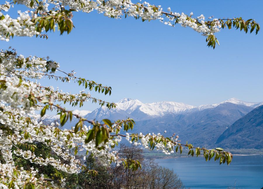 Stunning view of the Swiss Alps with cherry blossoms in the foreground, capturing the essence of spring.