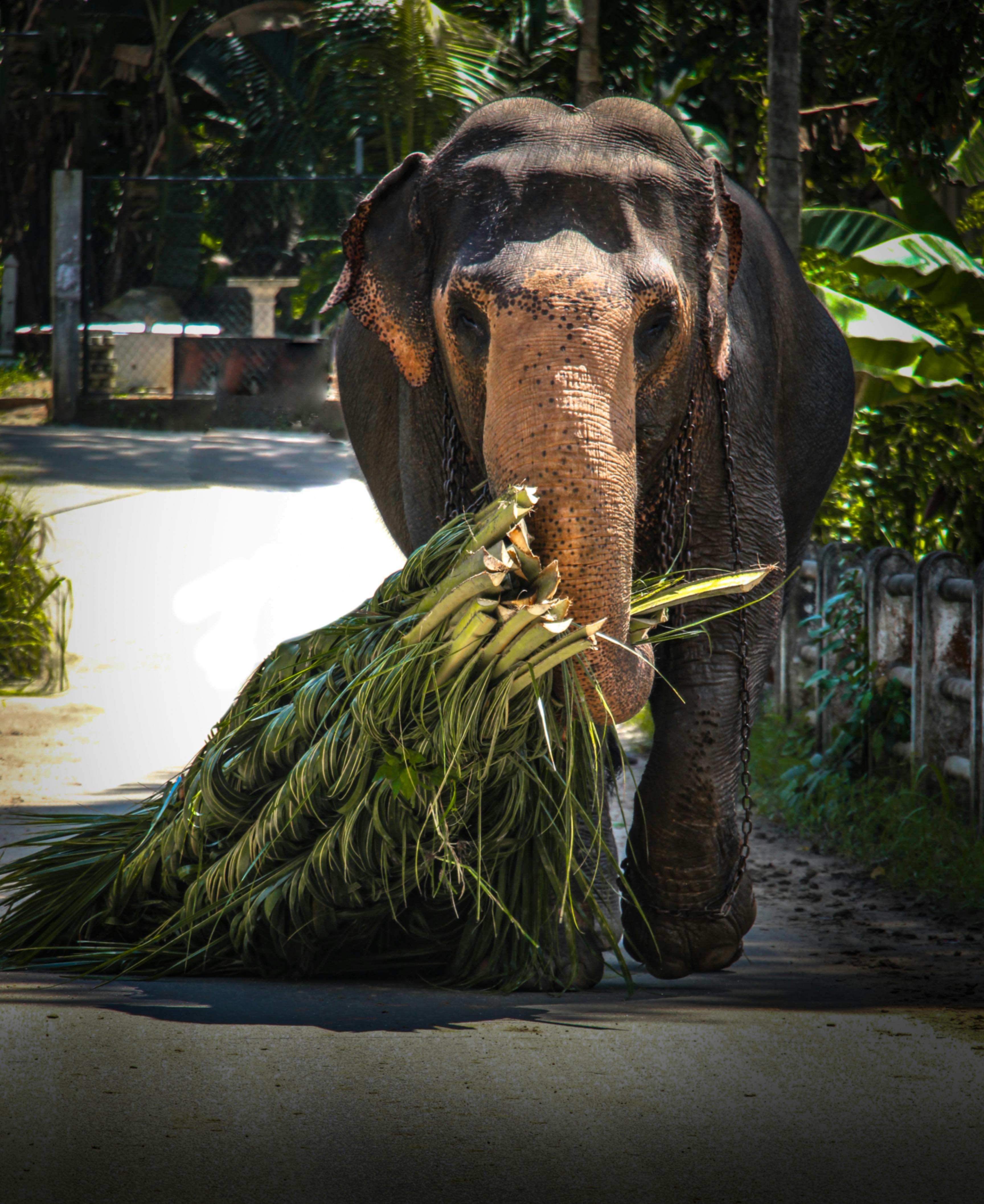 elephant carries grass