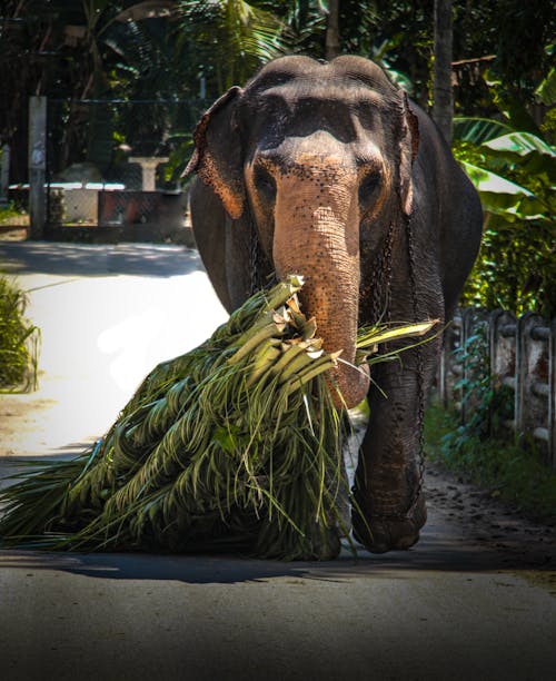 L'éléphant Porte De L'herbe