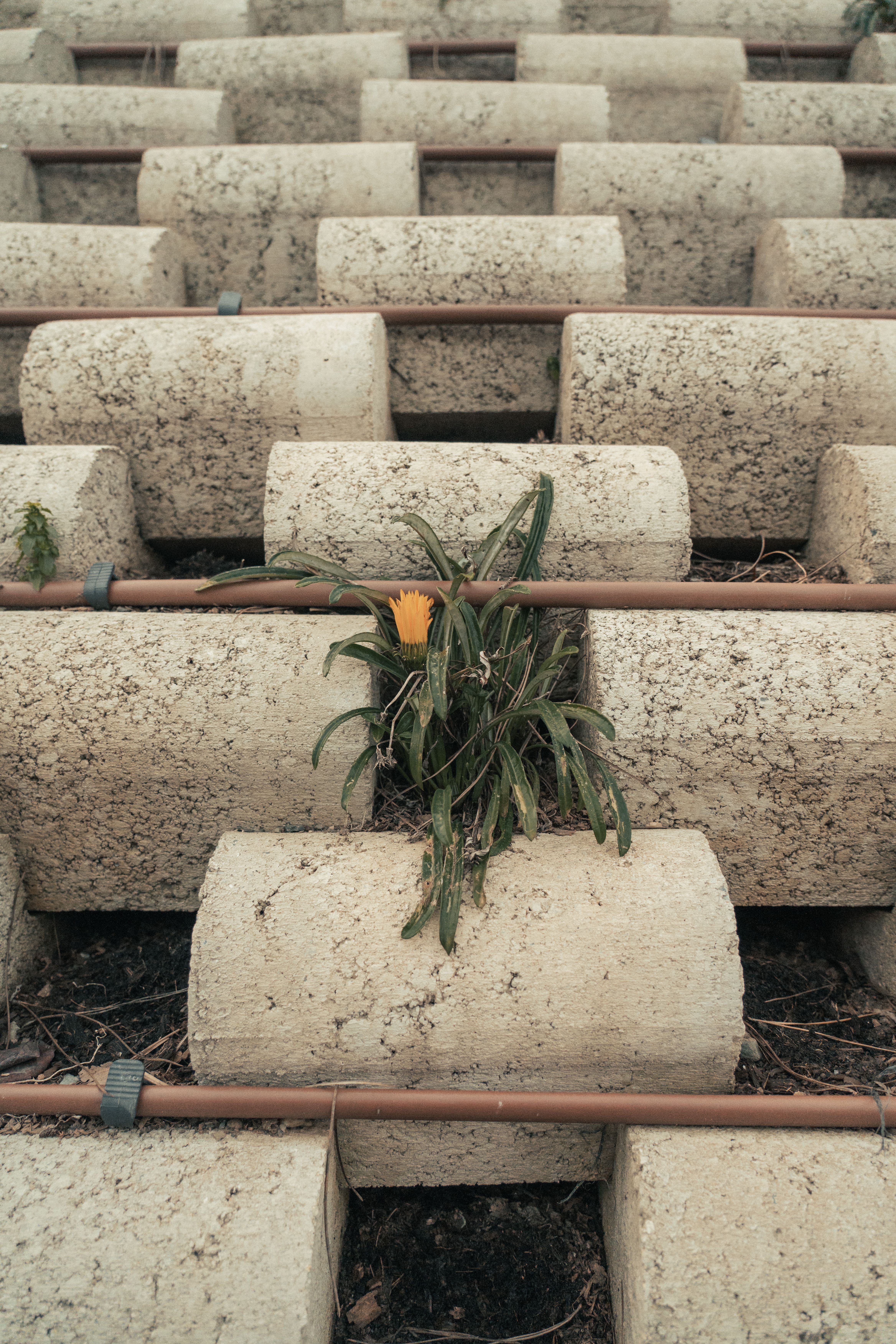 Solitary Yellow Flower Amid Concrete Blocks · Free Stock Photo