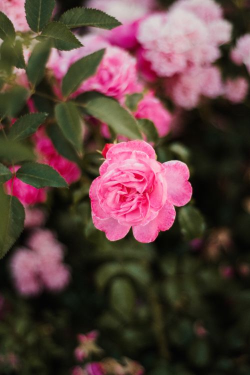 Free Beautiful pink roses in full bloom with lush green leaves, perfect for floral enthusiasts. Stock Photo