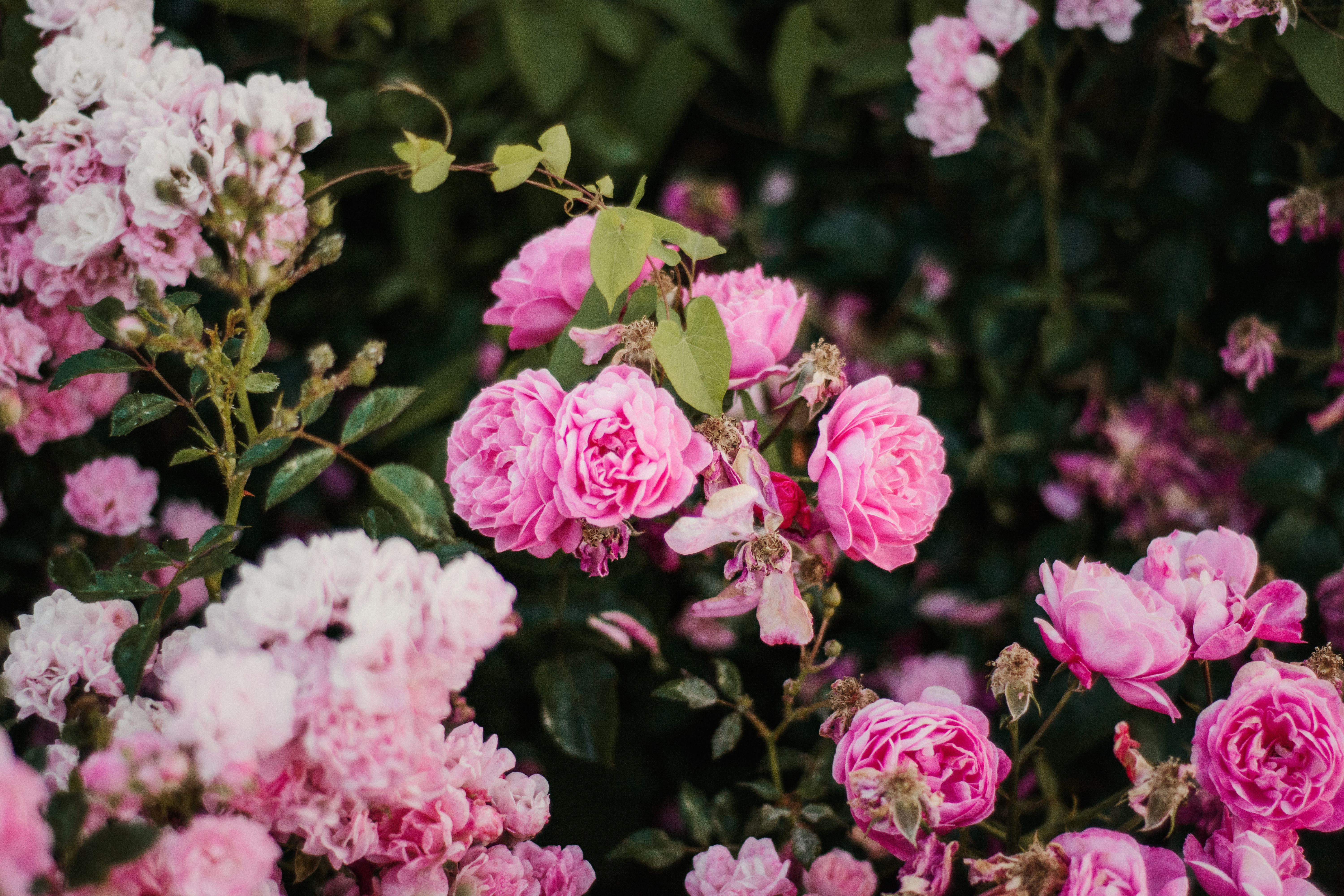 Hydrangea Care: What Actually Keeps Them Blooming