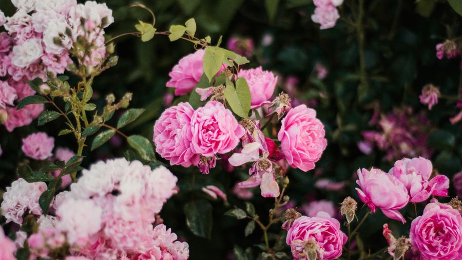 Hydrangea Care: What Actually Keeps Them Blooming
