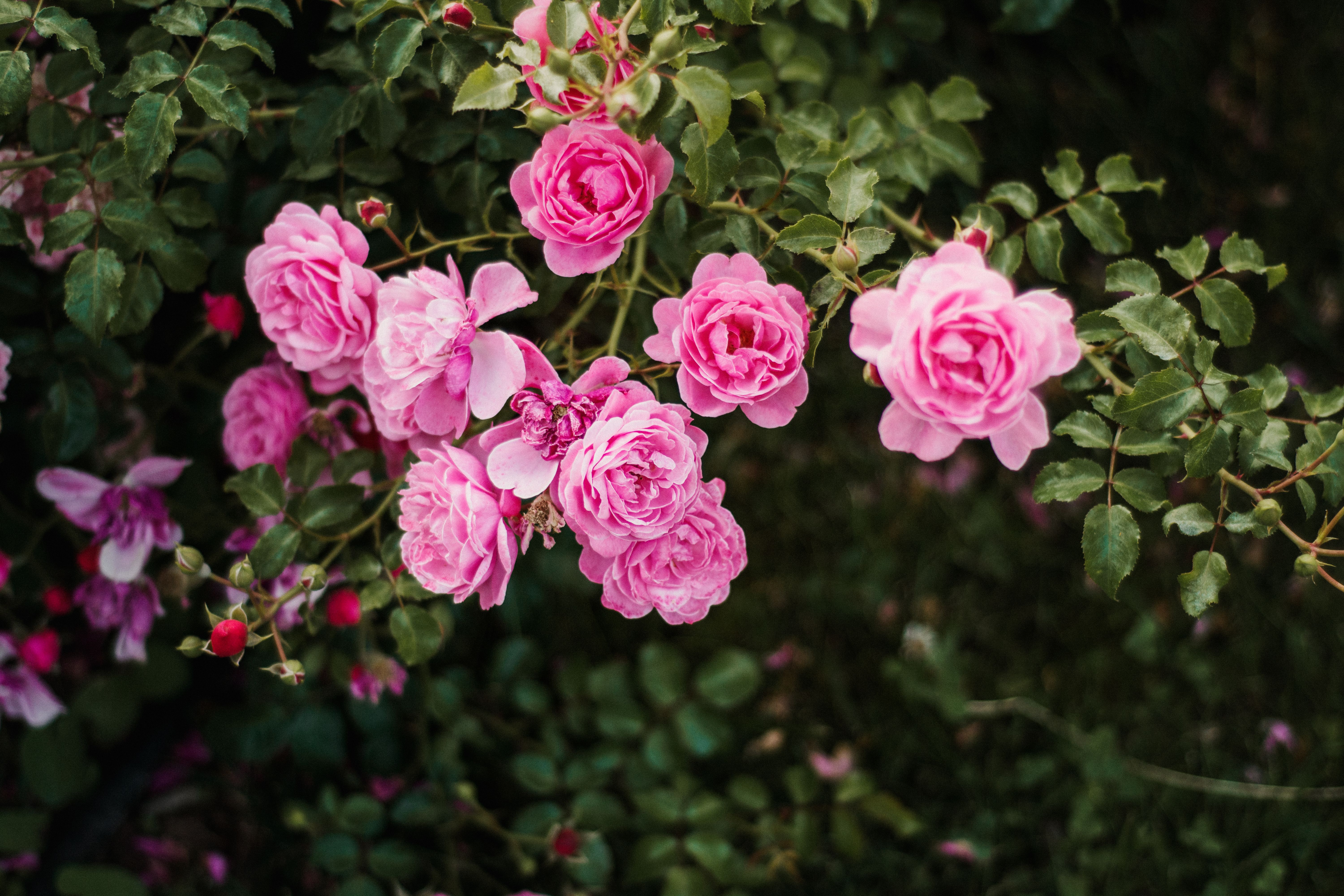 Vibrant Pink Roses in Full Bloom Outdoors · Free Stock Photo