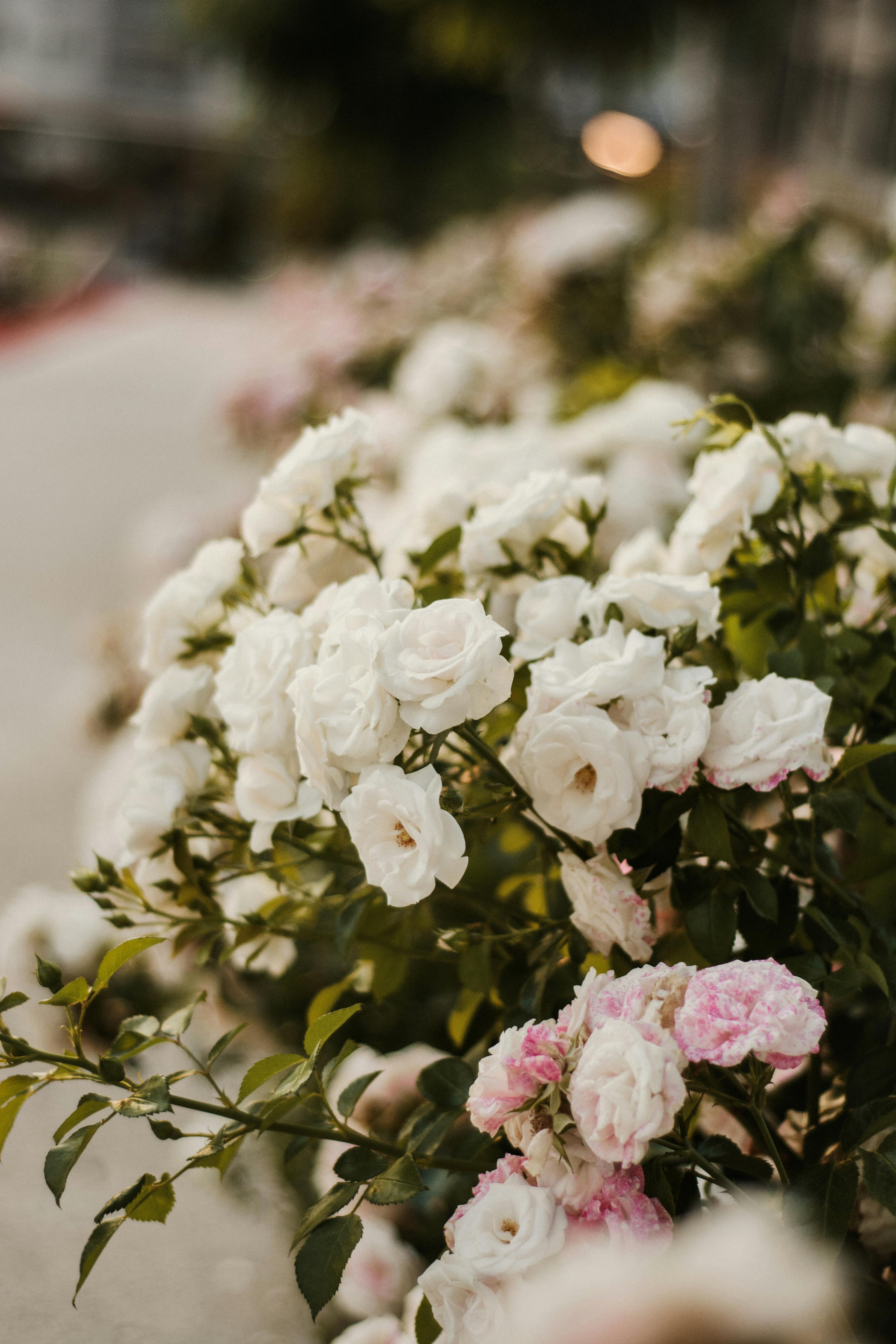 [ColoSach]-a-serene-view-of-blooming-white-and-pink-rose-bushes-in-an-outdoor-setting.